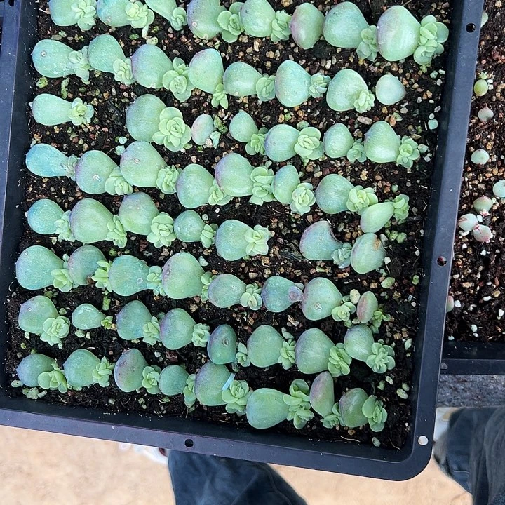 长*长乐多肉植物一盘一盘