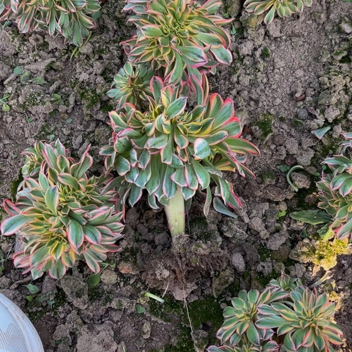 灿烂缀多肉植物捧花