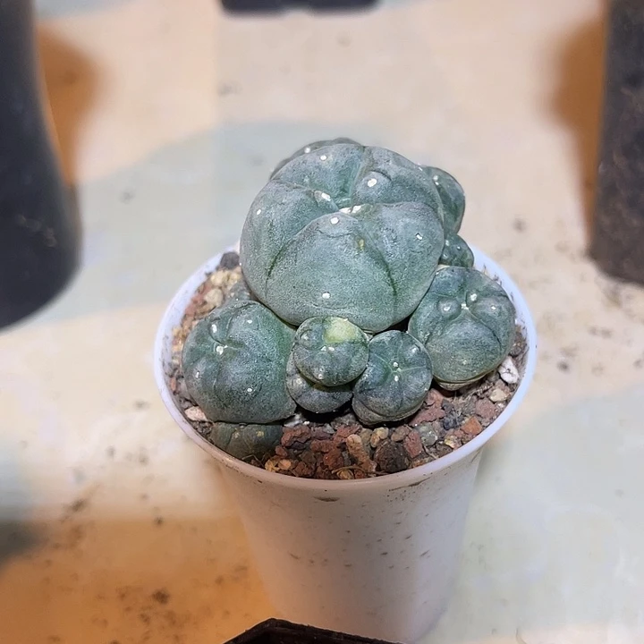 无花朵鱼群带锦一物一拍