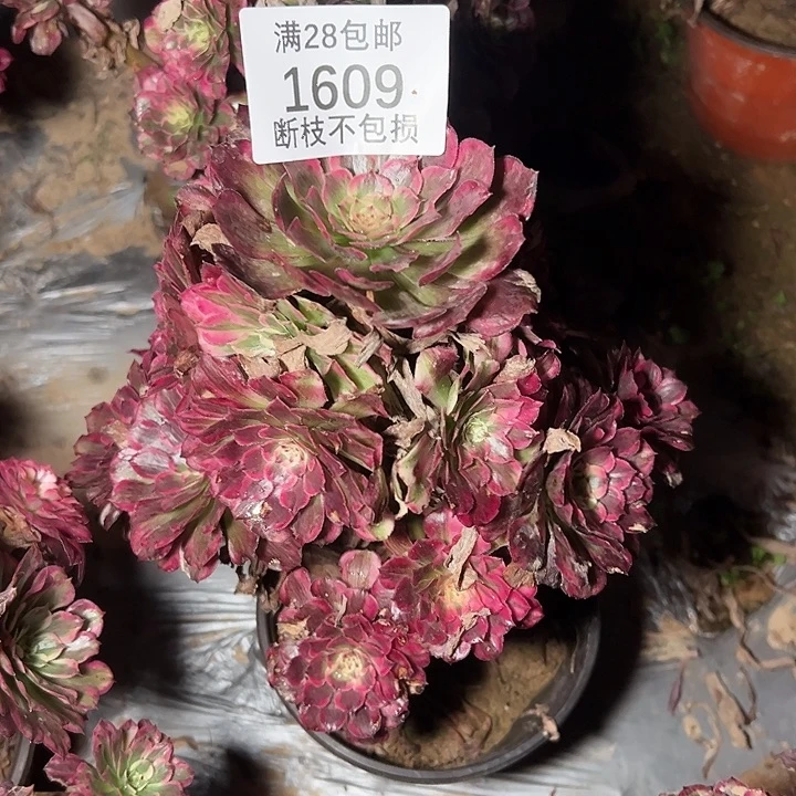 1609霁月多肉植物