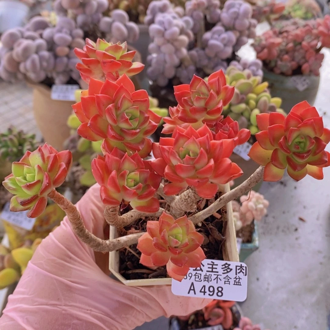 蒂亚老桩11cm498多肉植物