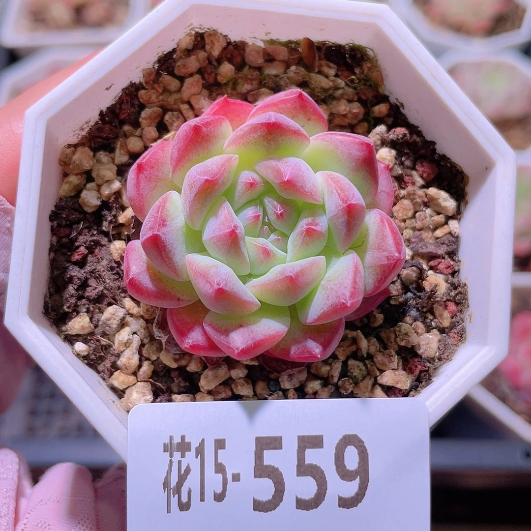 花利美15-559白桃汽水