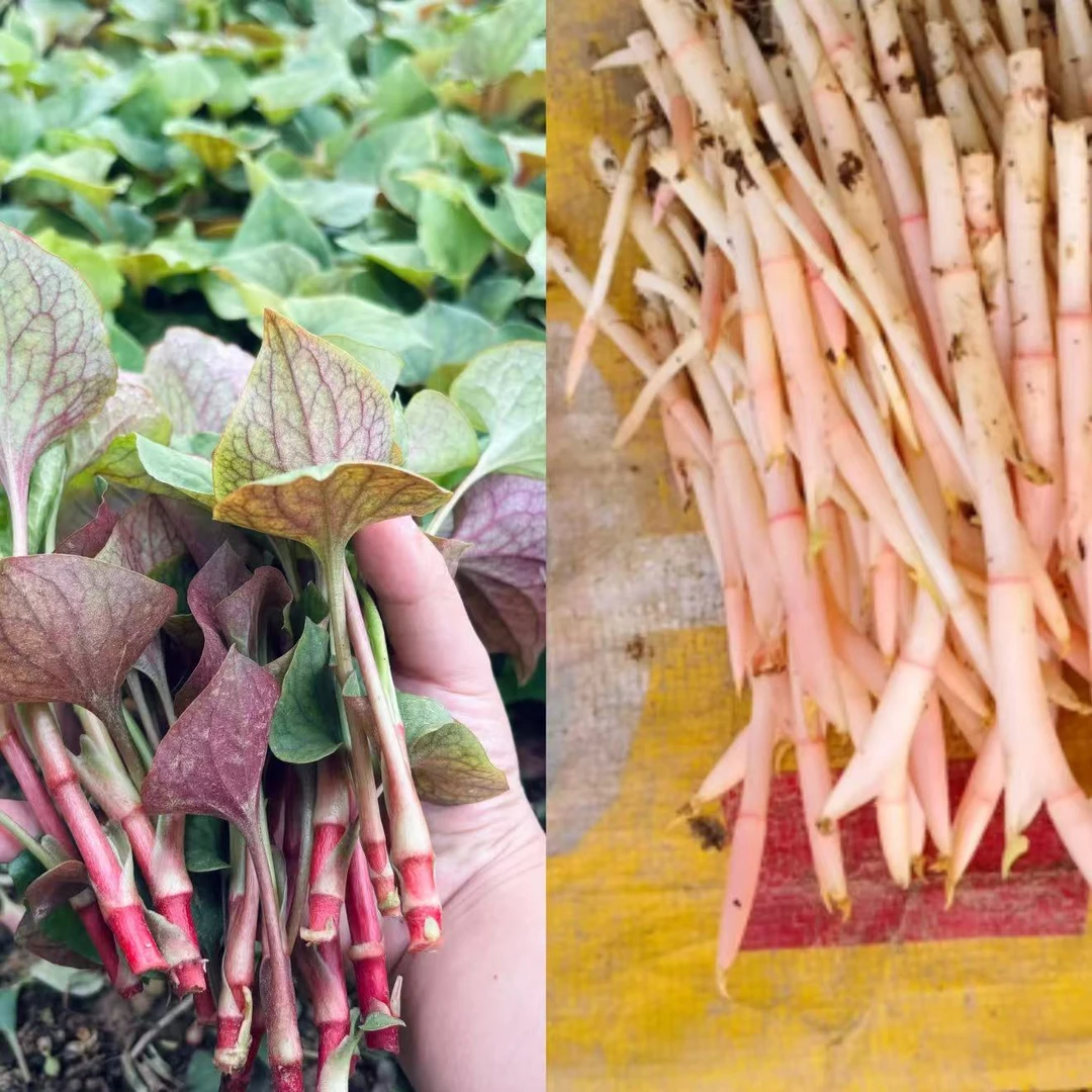 四川农家现摘新鲜折耳根嫩叶、折耳根嫩芽组合装凉拌当季蔬菜