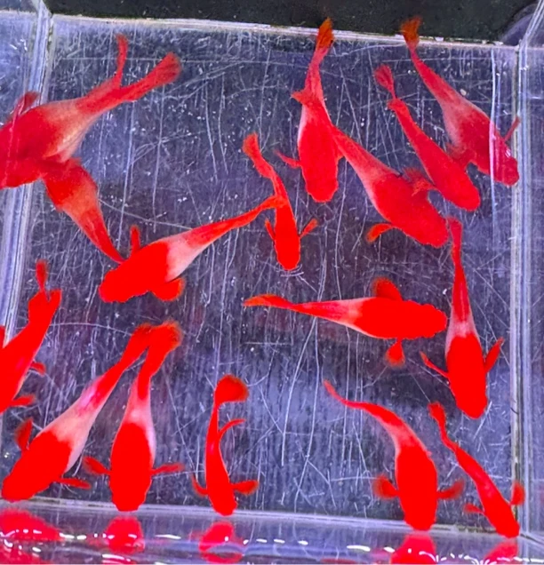 「鸿运双分水」鸿运当头分水基因孔雀鱼公母成对