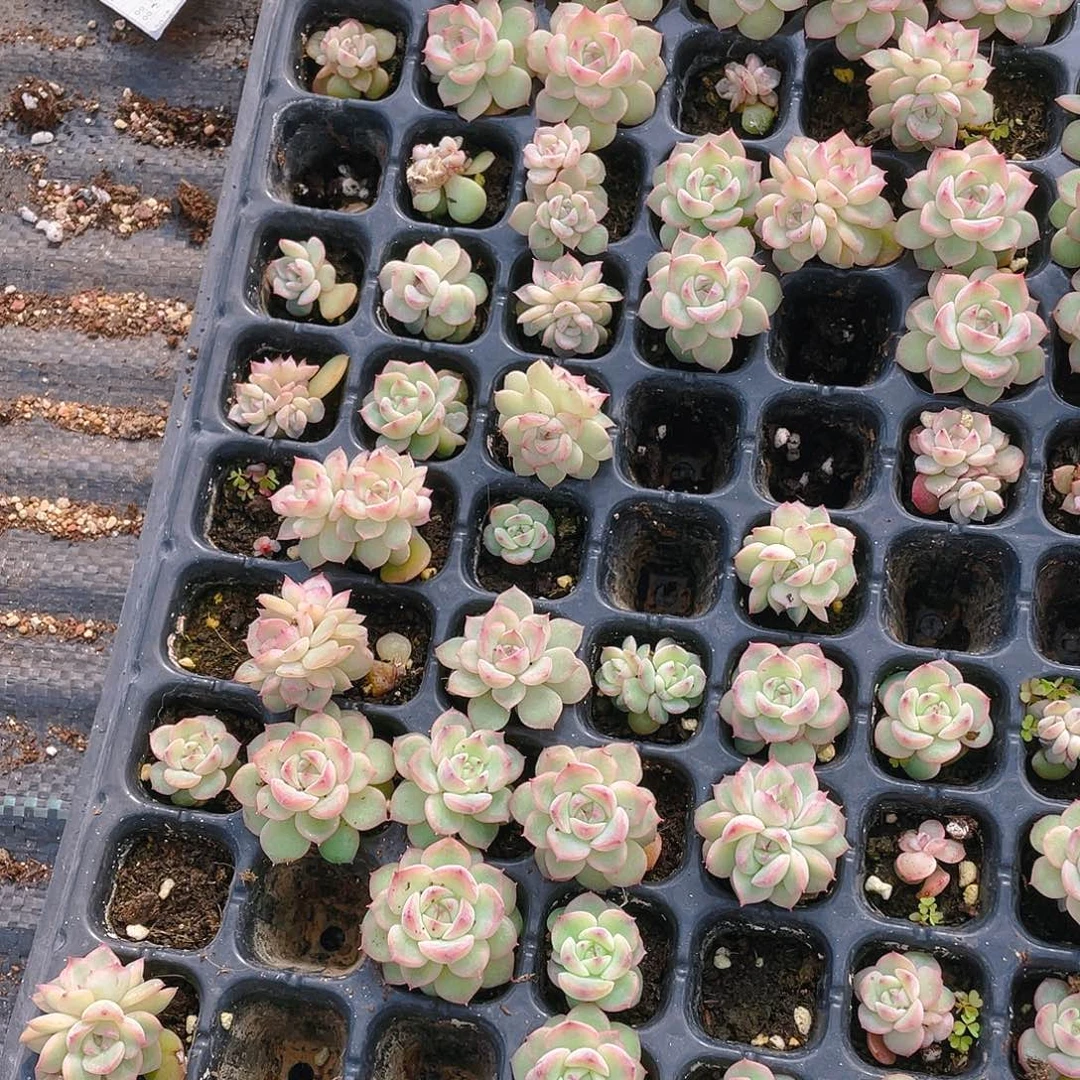 玉笛穴一个满25包邮