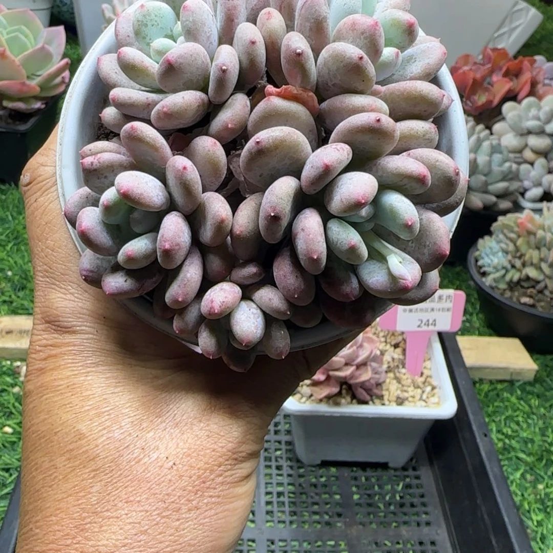锦安精品多肉植物245