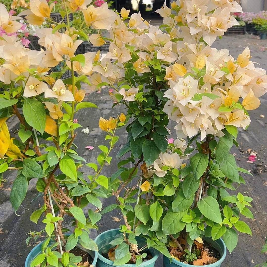 大部分花苞少量开放苏瓦娜带竹一颗
