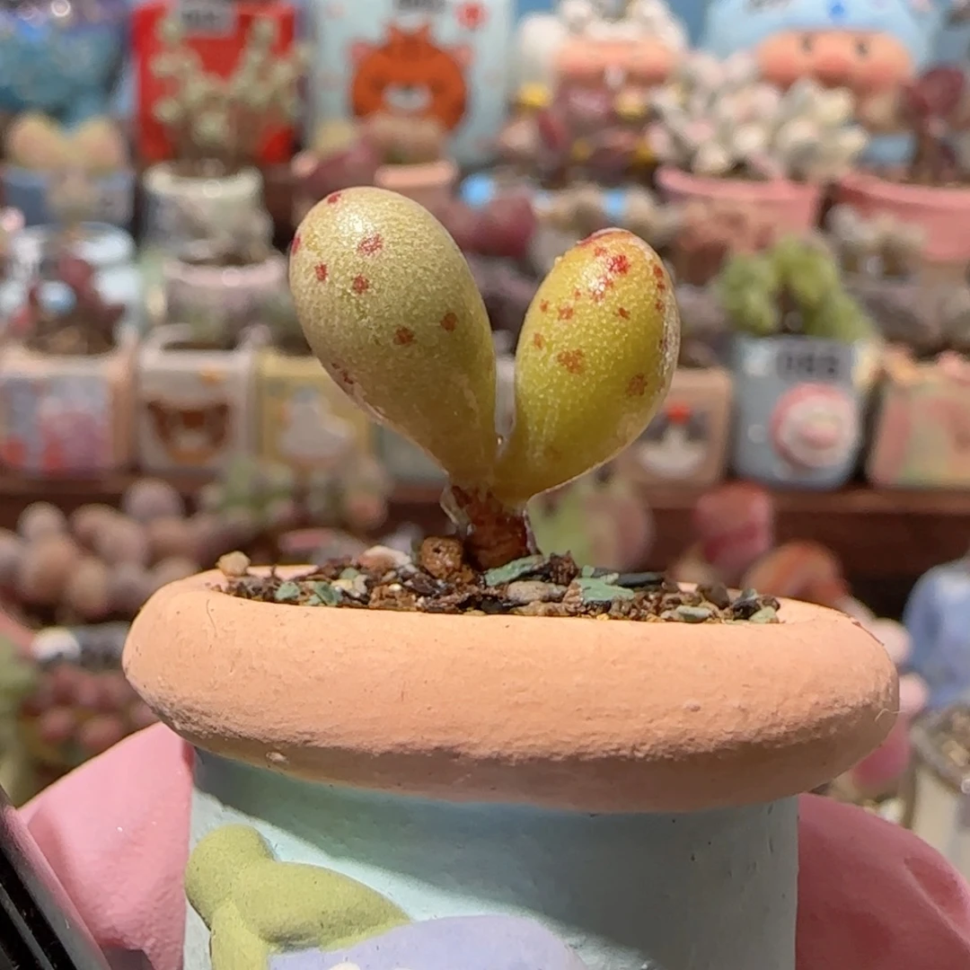 T小黄鱼盆口  2cm