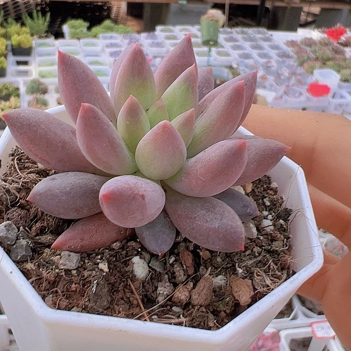水晶球19包邮多肉