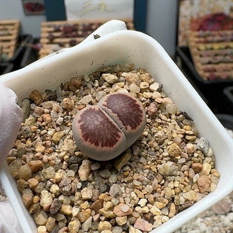 3135，菊红窗菊花纹带盆发货