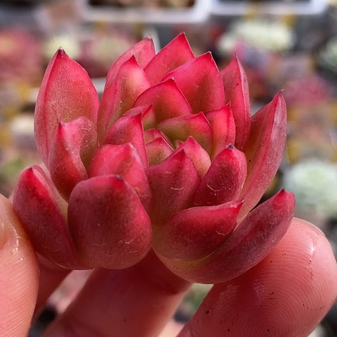 573头盖哈哈哈哈哈哈