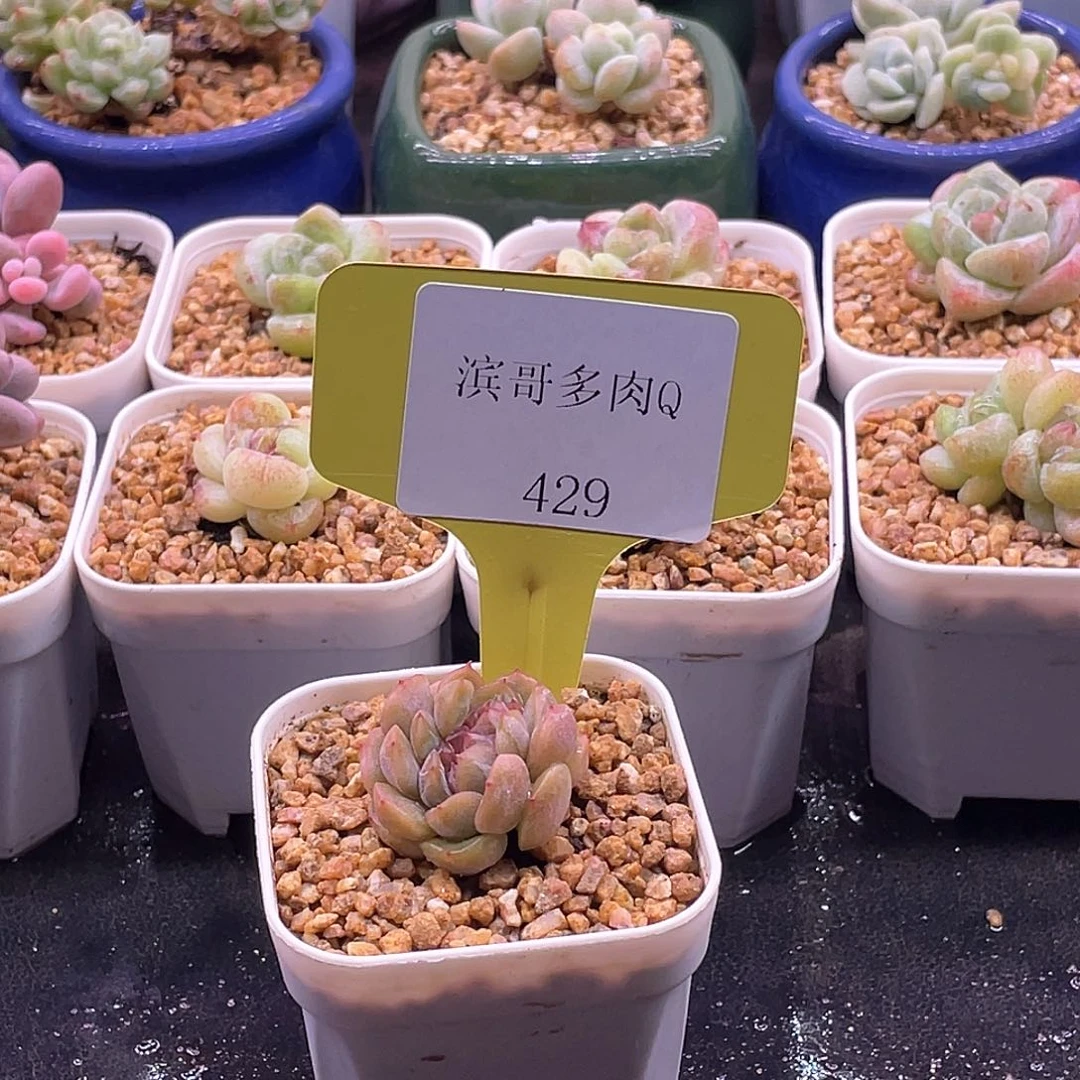 滨哥多肉28元包邮Q429红恋缀化