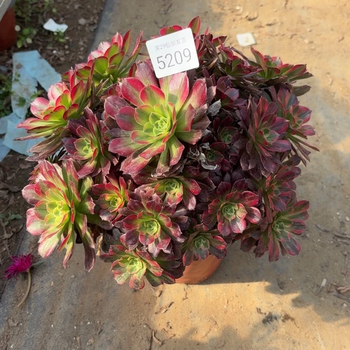 安娜锦多肉法师5209