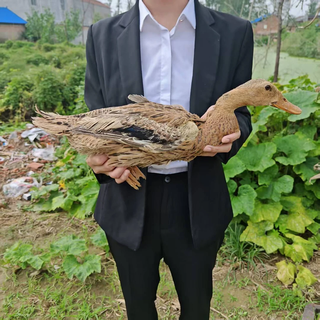 【助农现场】农家全粮散养麻鸭 人工现杀 顺丰包邮ZQ