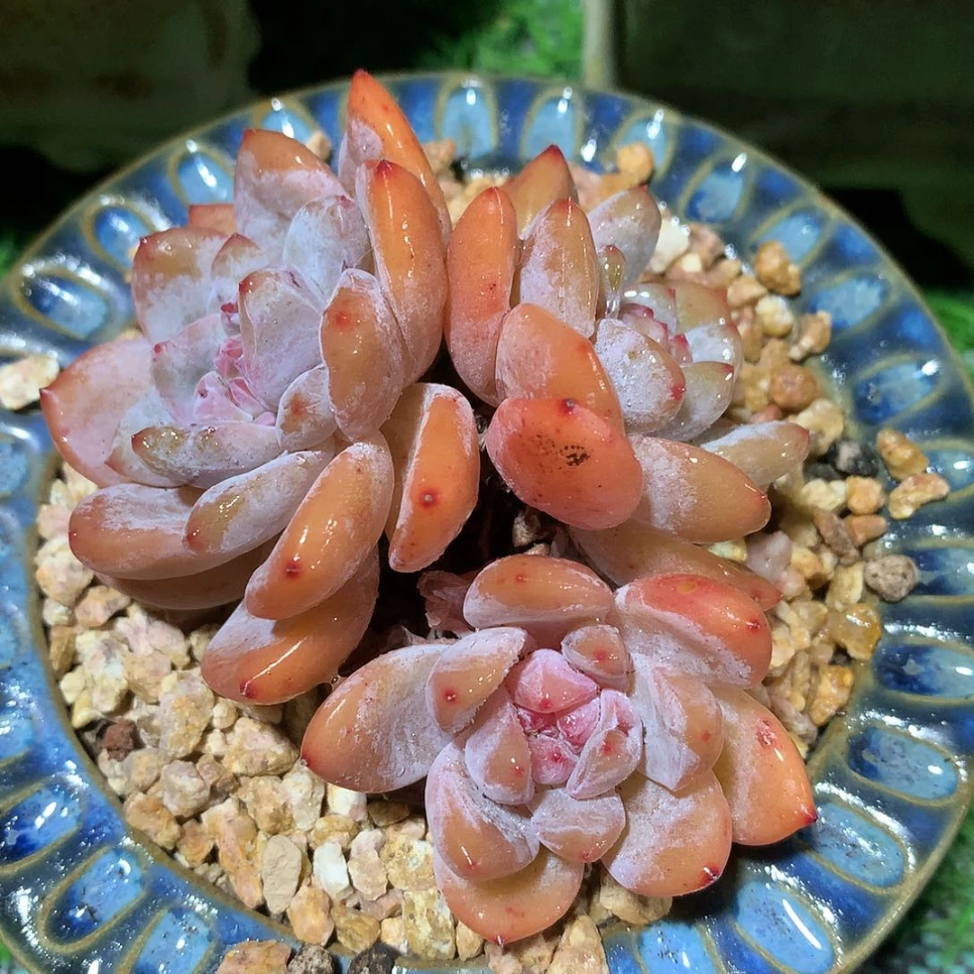 雪天使8 公分一物一拍