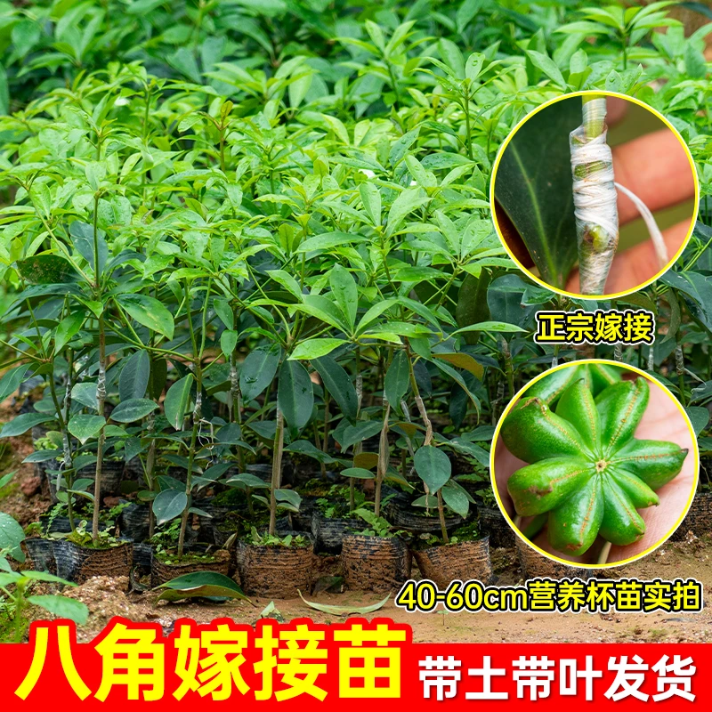 广西八角树苗大红罗马东荣八角矮化嫁接苗食用茴香大料树苗营养杯