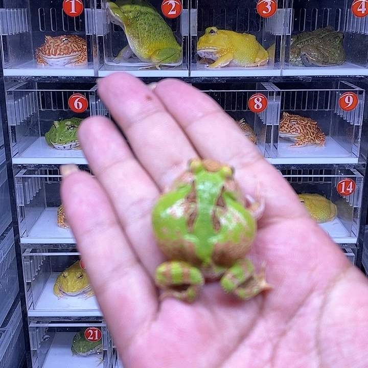 角蛙恭喜发财大吉大利