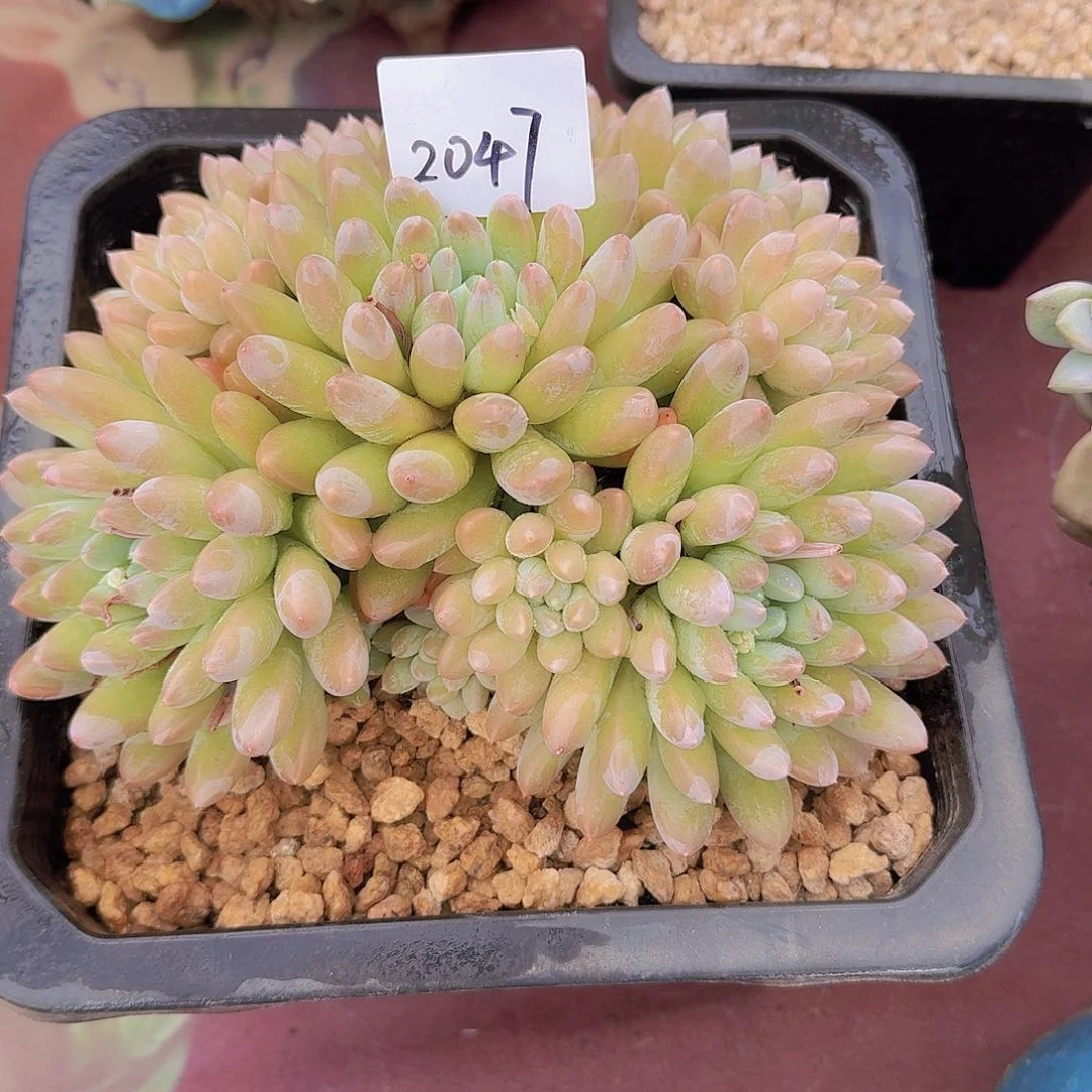 来****张2047奶糖多肉植物