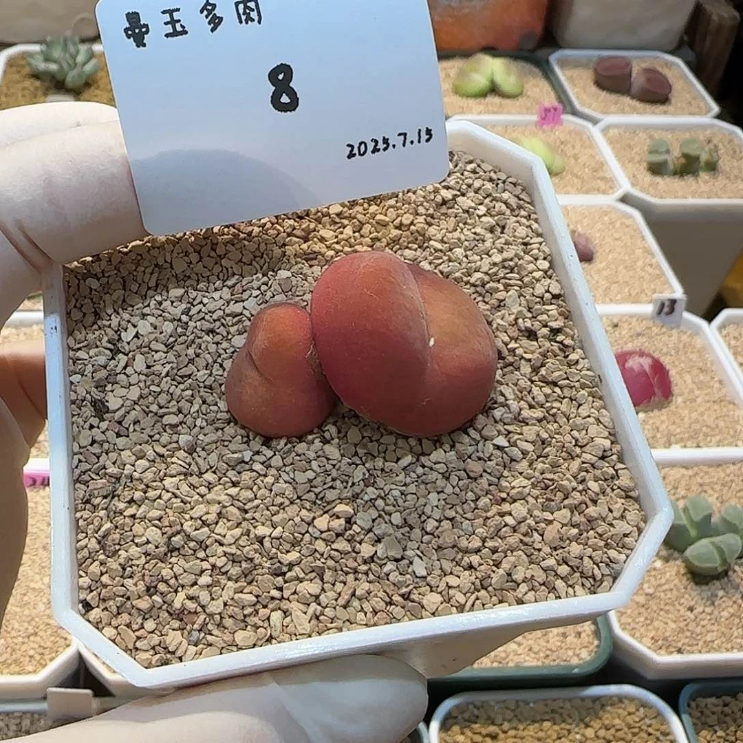 阿***-多肉多肉多肉7.15-008