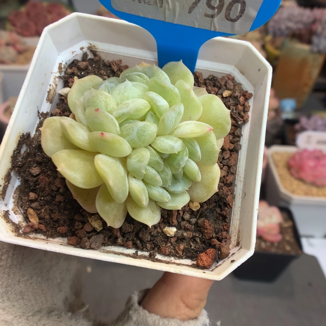 790白色恋人缀化多肉植物