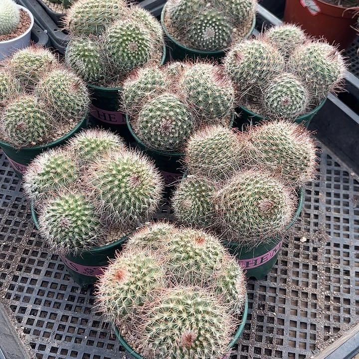 菲秀玉群加仑盆实生一盆