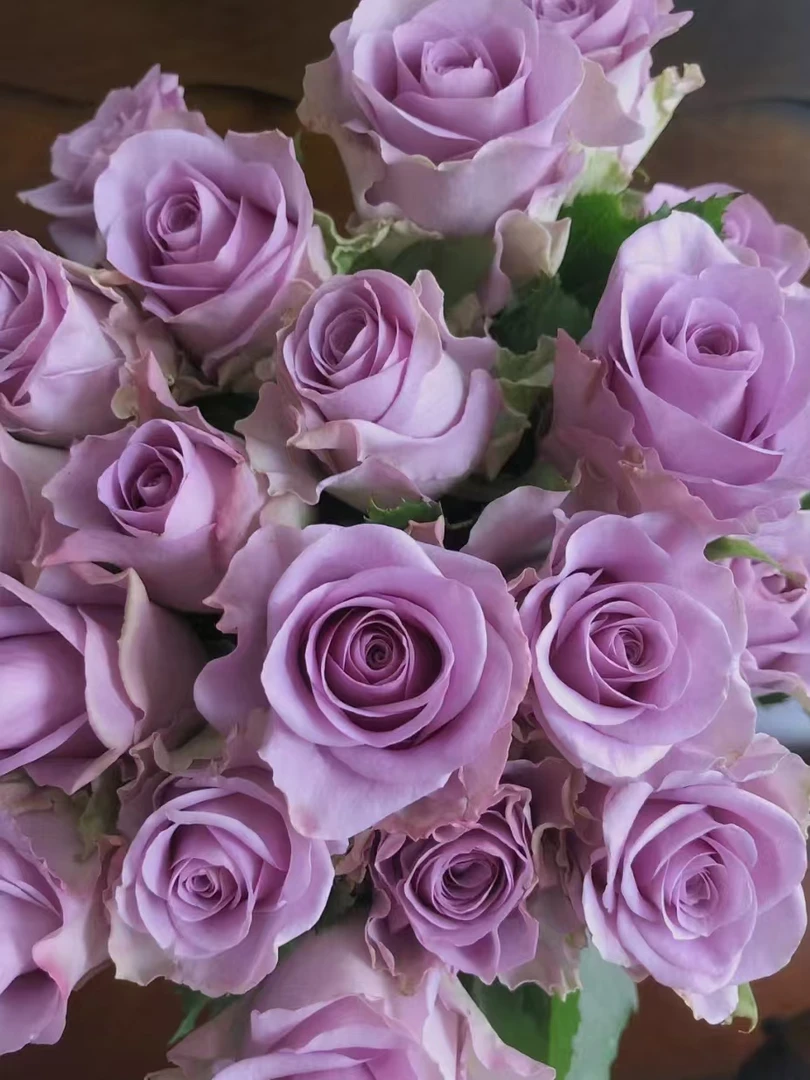 紫霞仙子小花苞玫瑰【收到花一定要醒花，不会的请联系客服】