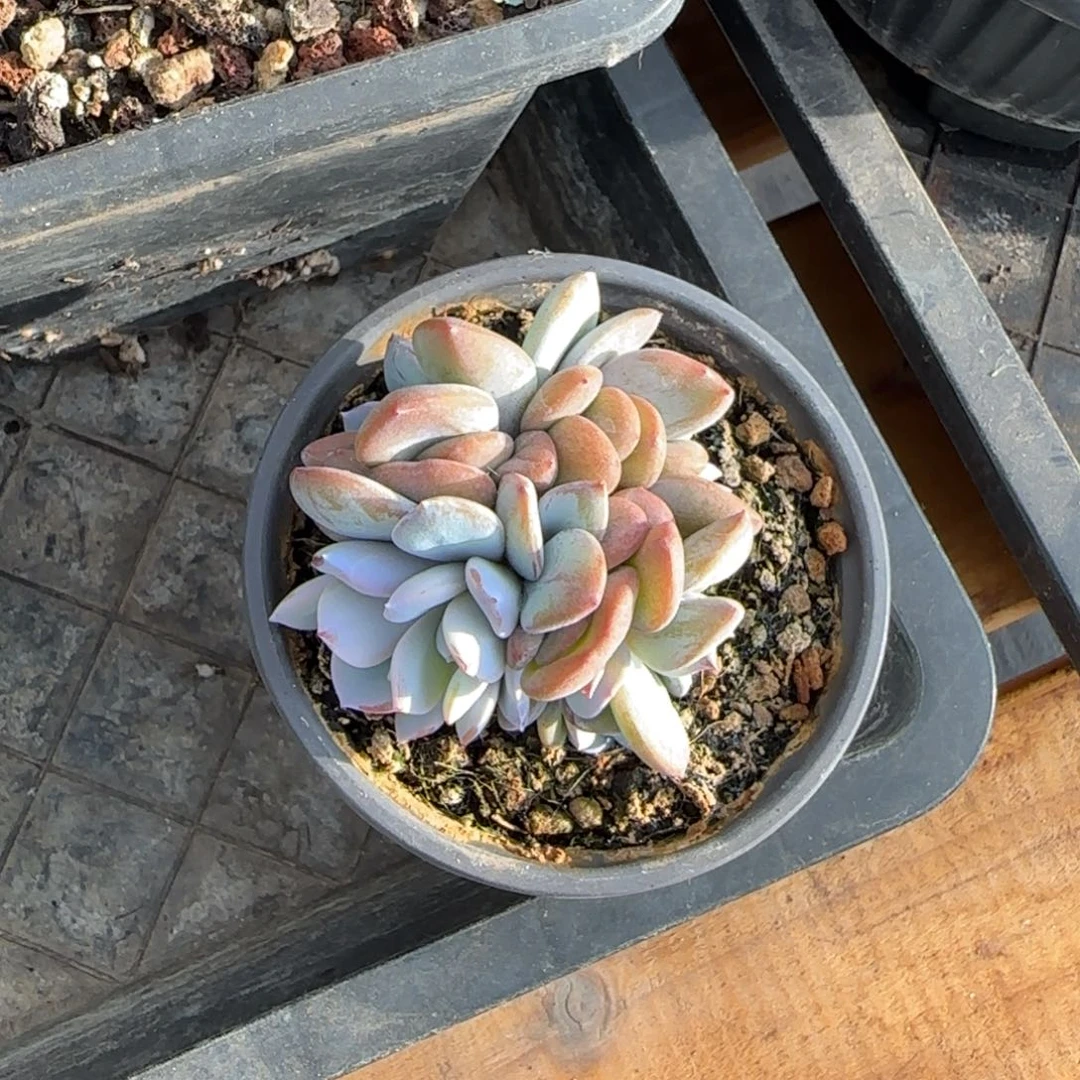 多肉植物 一物一拍