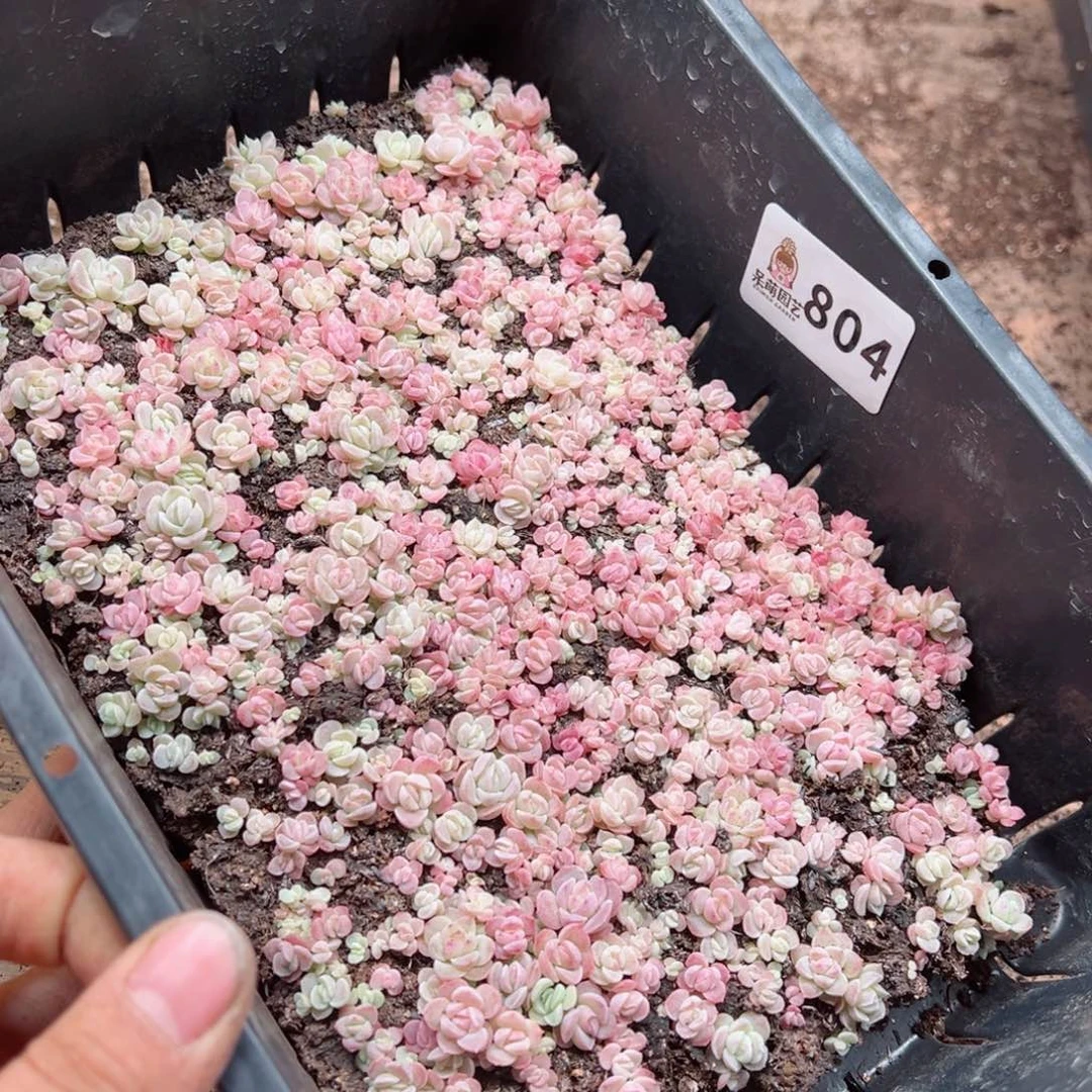 辣**枝多肉植物多肉植物