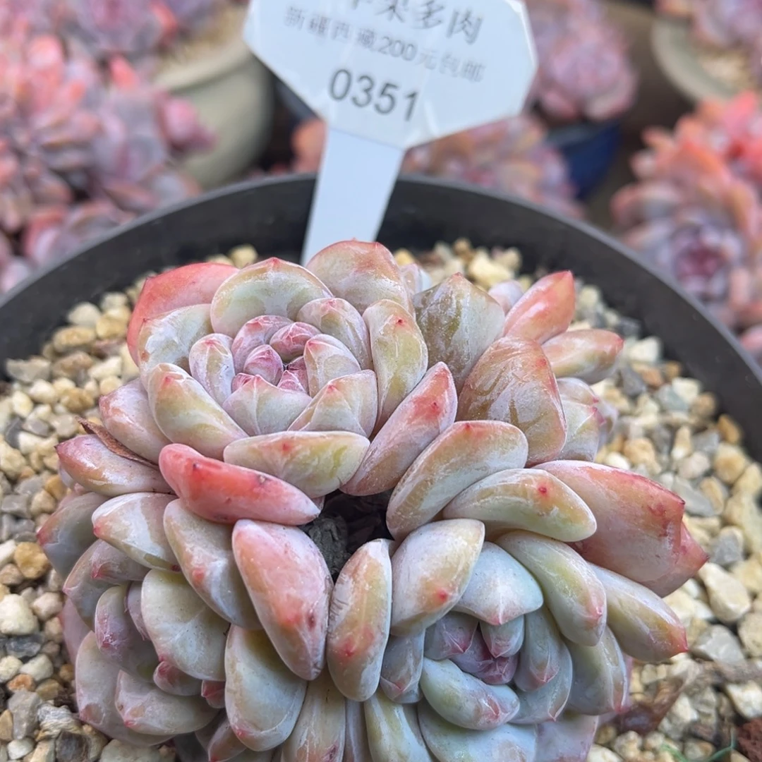 黄底紫心351/9cm5头