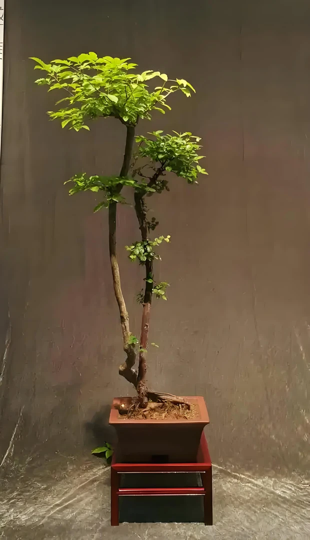 华山黄荆雪花荆崖荆