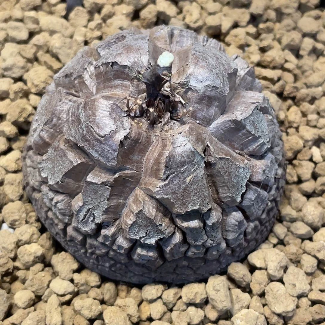 956龟甲龙6.9厘米不退换