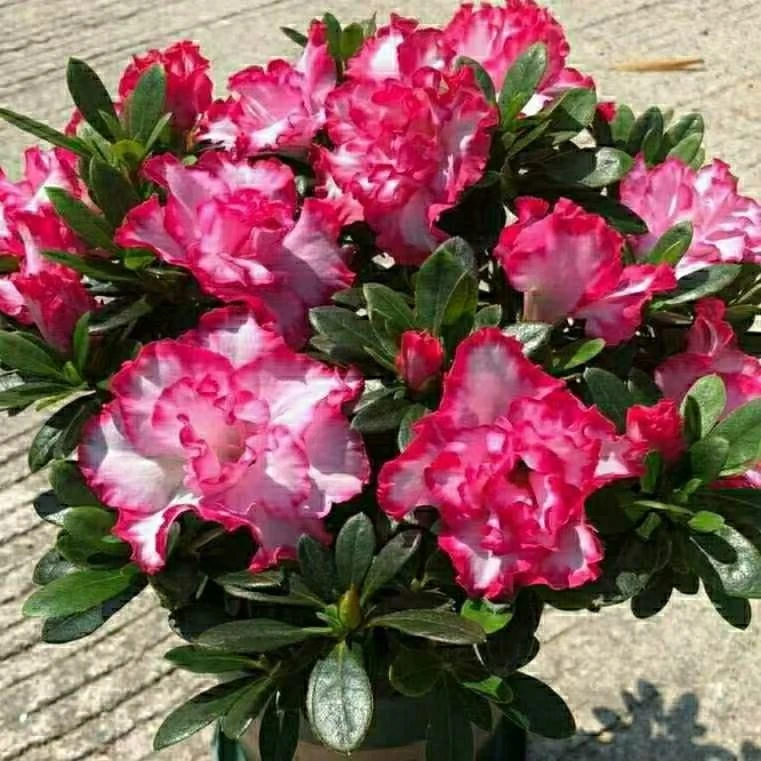 红双喜西玛杜鹃花盆栽带花苞四季开花室内绿植庭院阳台好养植物