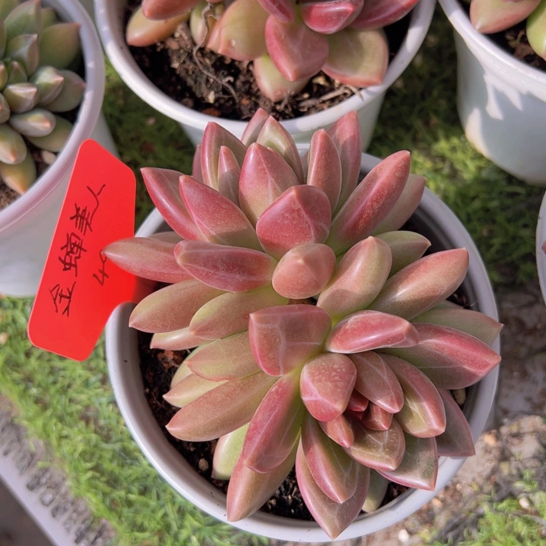 香玉的故事是一个人的