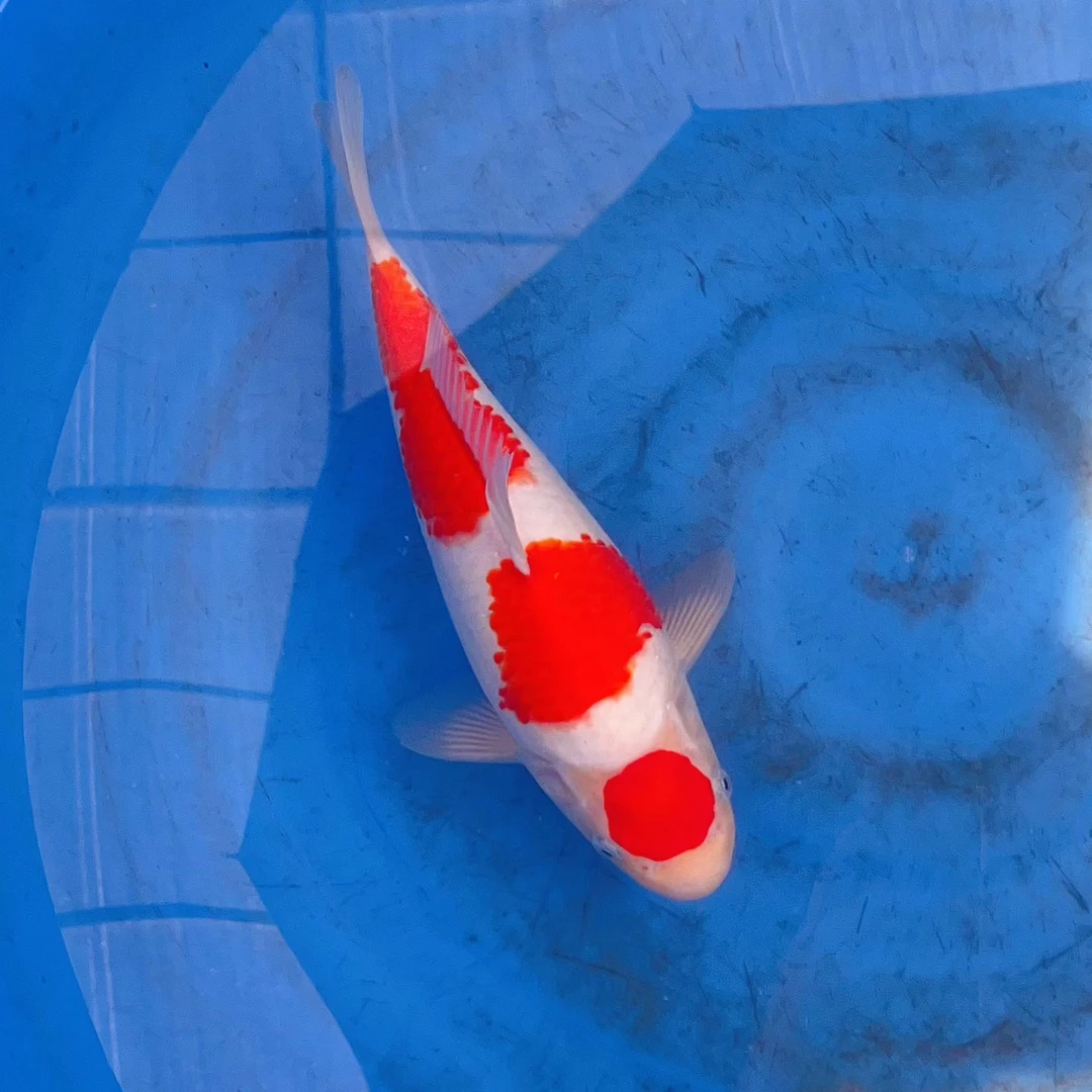 精品锦鲤红白三色大超萌好物包邮昭和绯写冷水鱼好养耐活