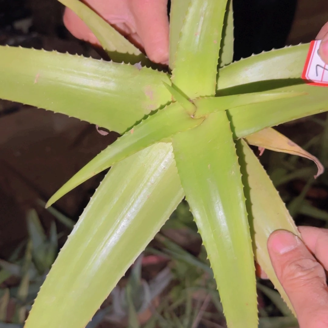 ****鱼块根植物块根植物