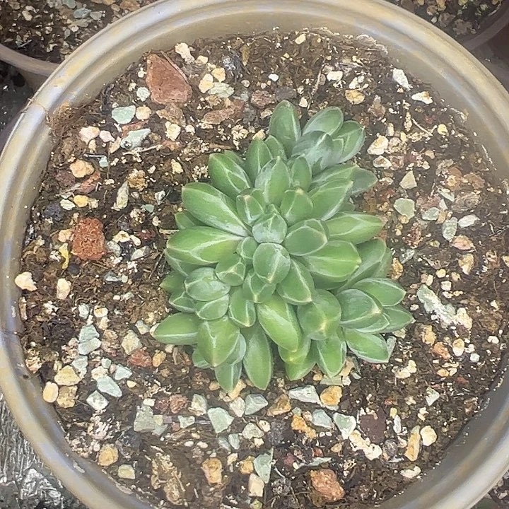 伊卡鲁斯叶插自然群