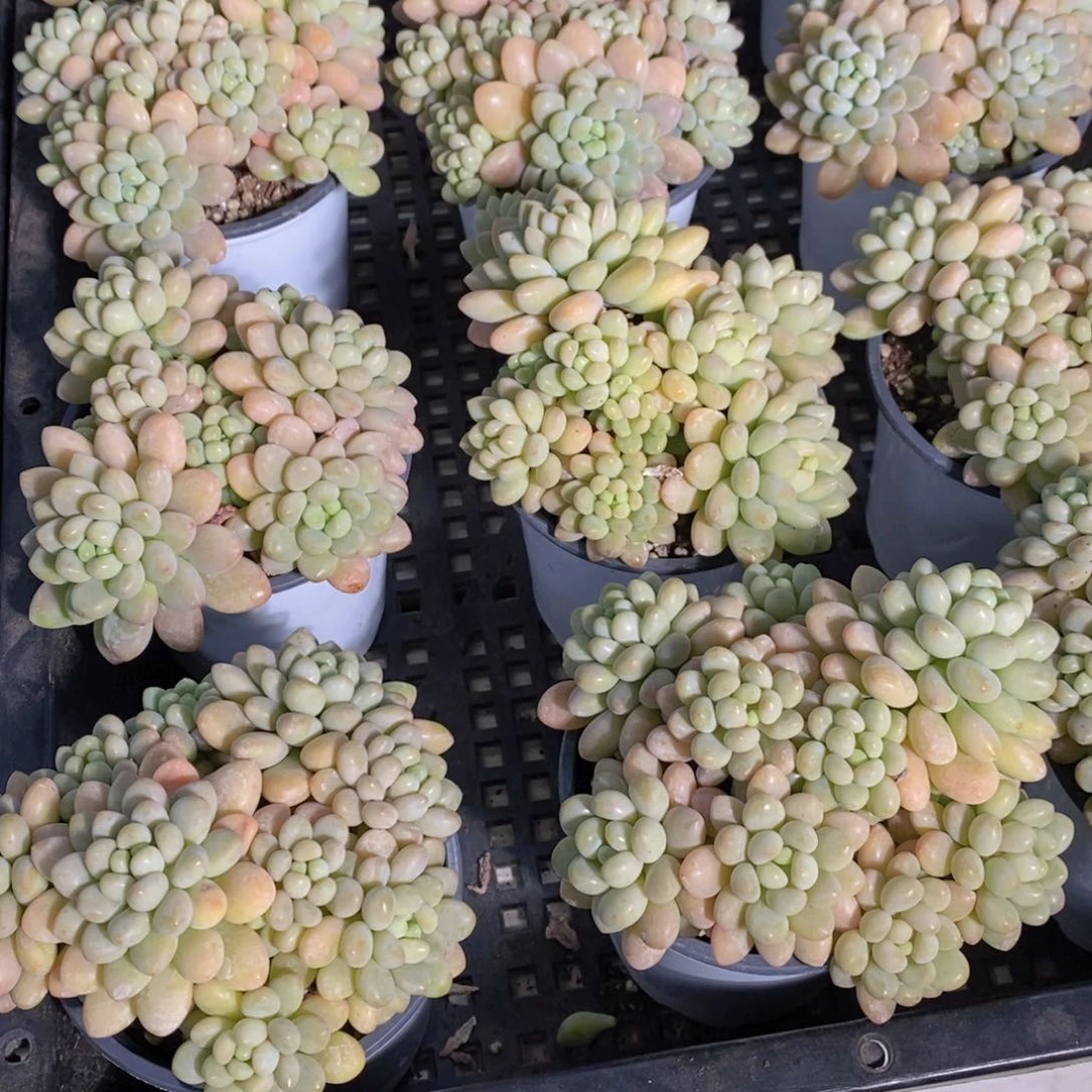 量拍47号 A级品质洛可可多头群一个