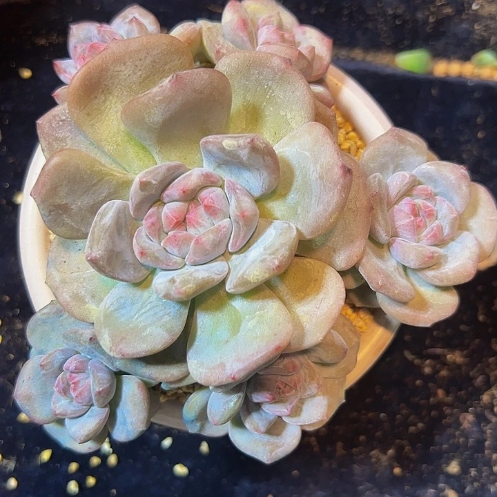 星影星影星影星影