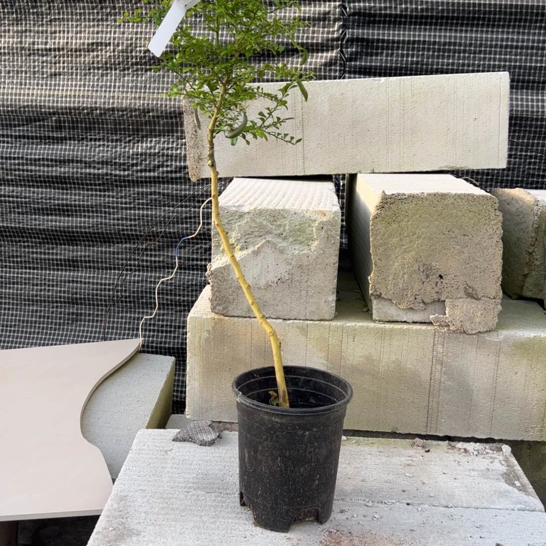 无花朵绿植盆栽植物花卉