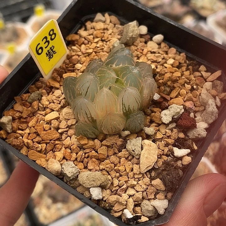 638湖斑霓虹灯玉露锦一物一拍