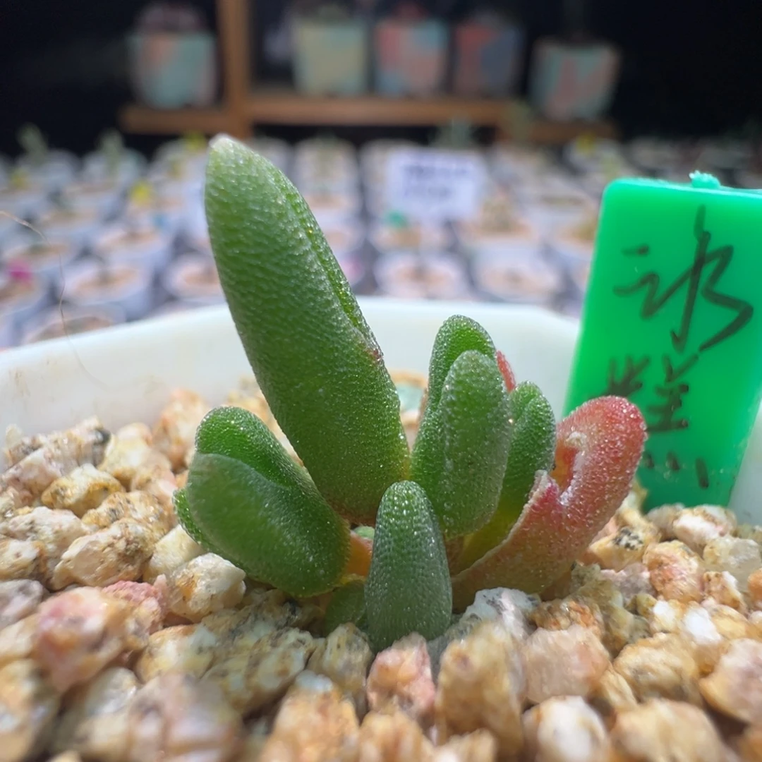 尺寸很小， 437 实生冰糕，拍下不退不换