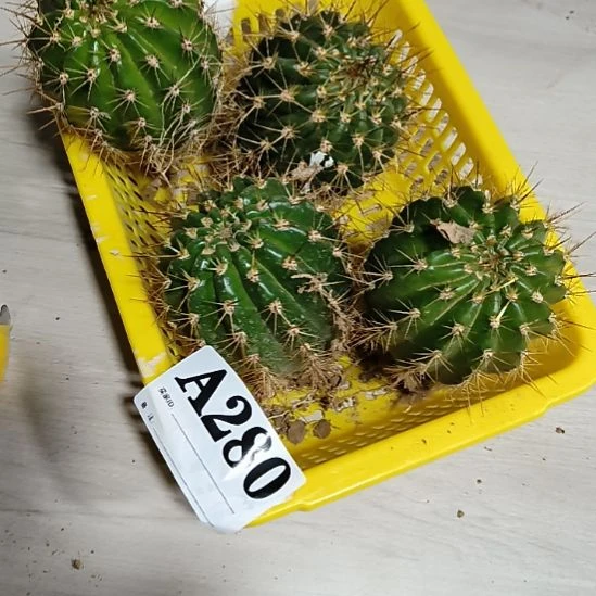 当前无花栽培后可以开花a280