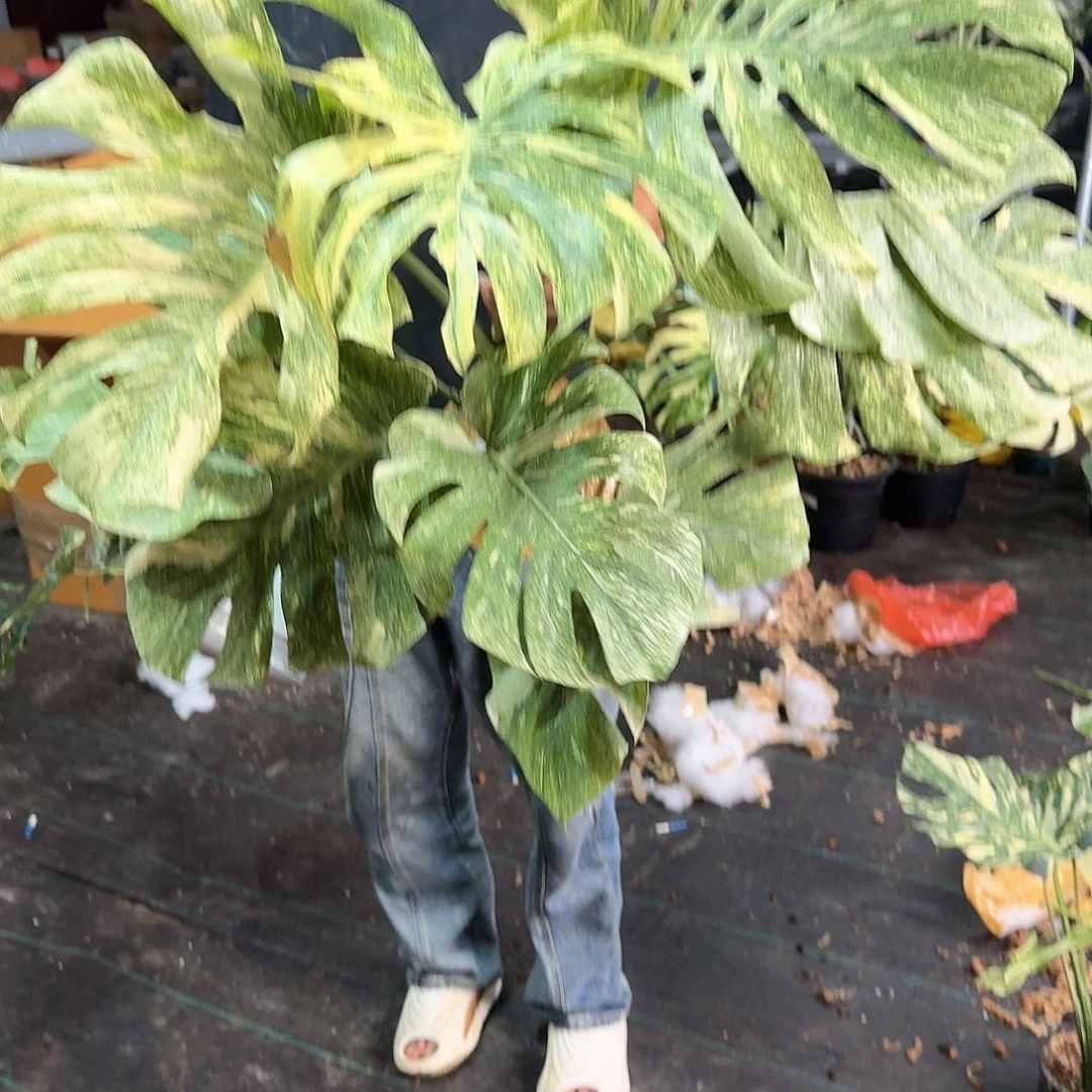 无花朵a*绿雪叶损B27