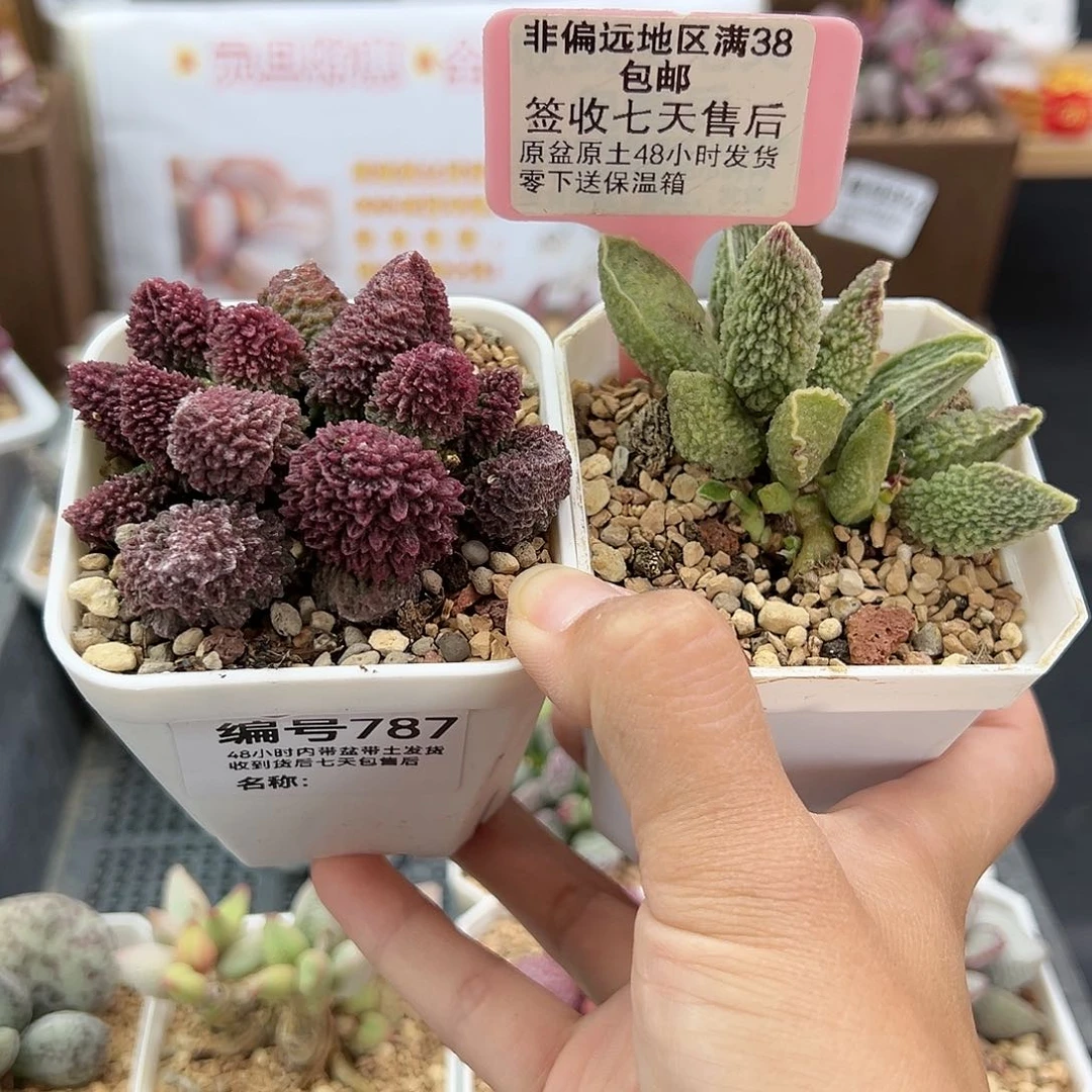 787朱紫玉绿皮多肉