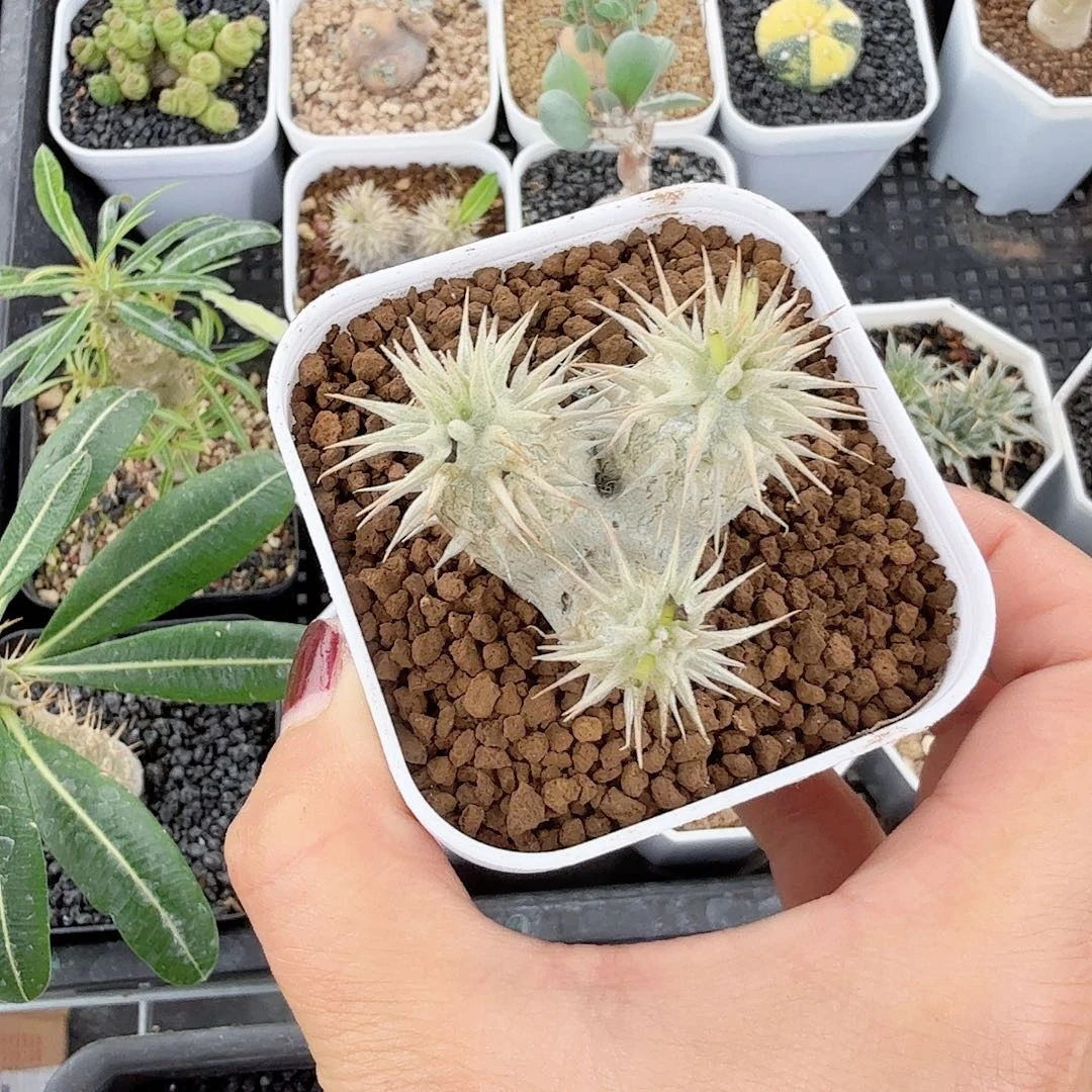 惠必须笑带盆发货