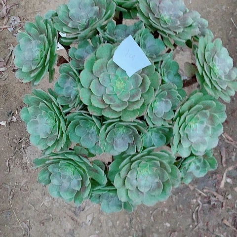 自***脑万圣节多肉植物法师