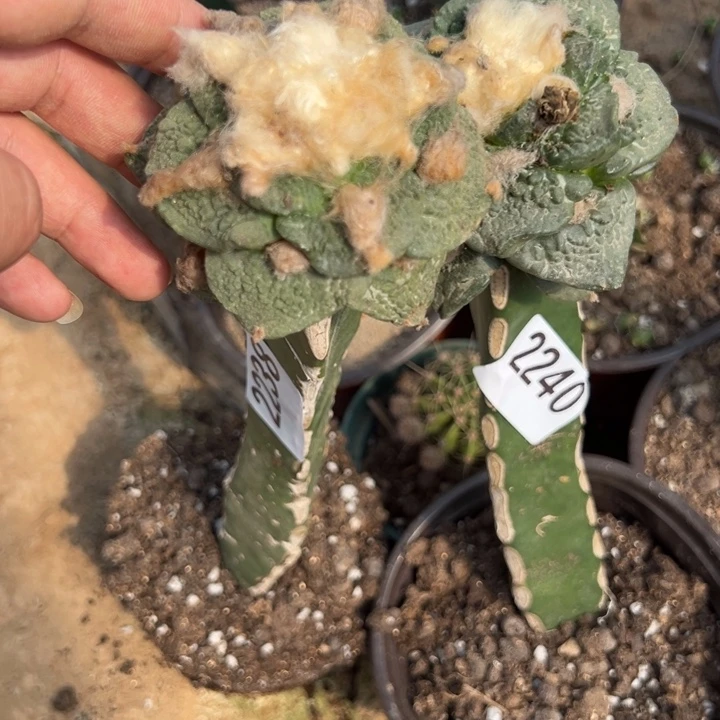 手**艺牡丹仙人球2238号