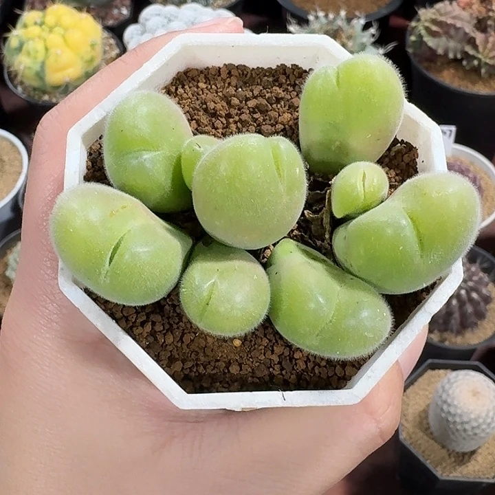 毛翠滴仙人球1234