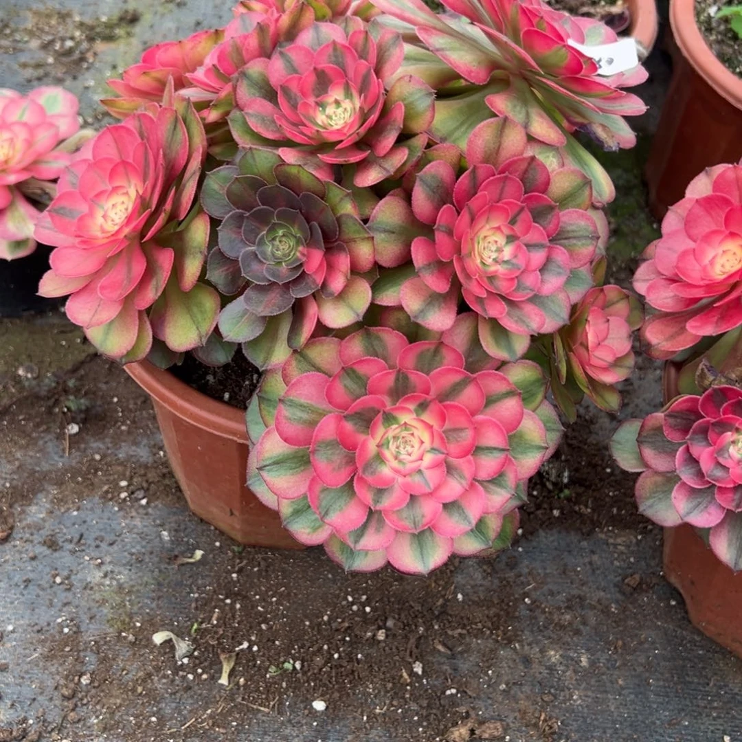 180荔枝有微瑕都多肉多肉