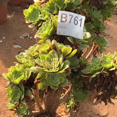 红***红绿羊绒缀法师多肉植物法师761